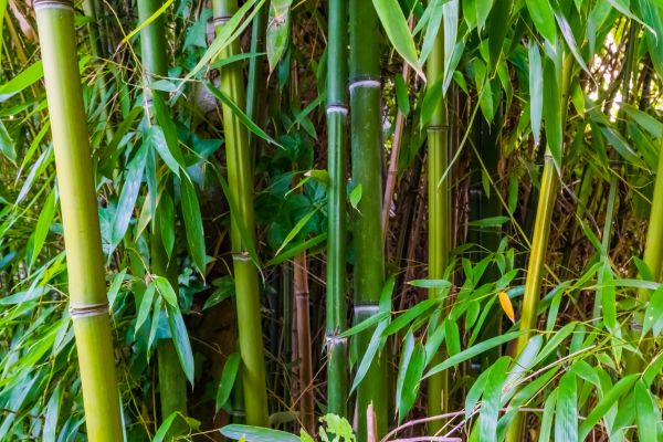 Bamboo Trimming in Kingsport