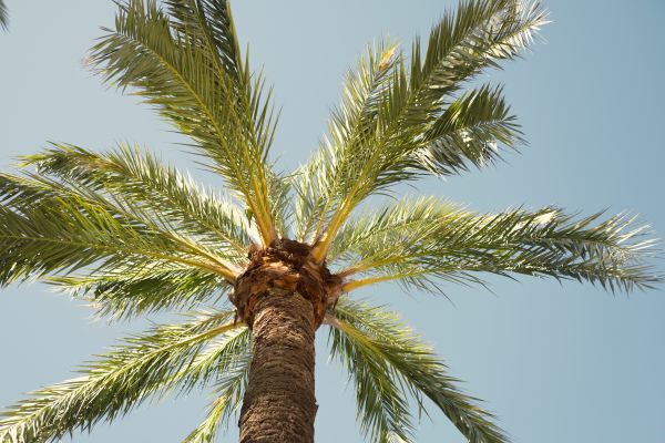Palm Tree Pruning in Kingsport