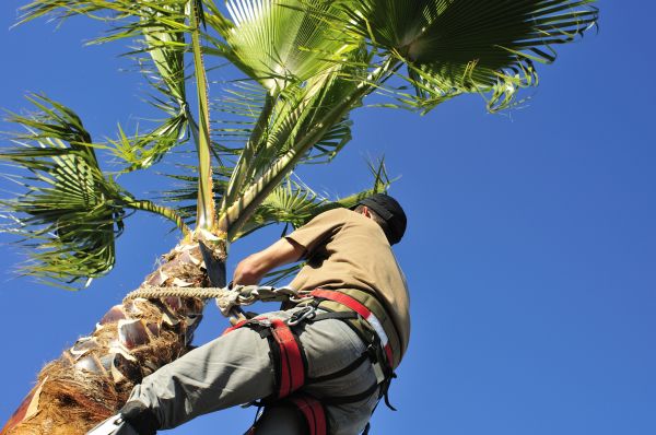 Palm Tree Trimming in Kingsport
