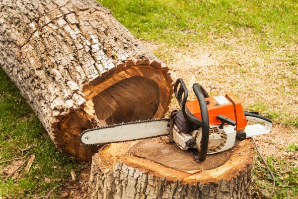 Tree Cutting Service in Kingsport