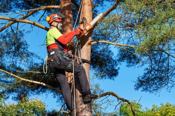 Tree Service in Kingsport
