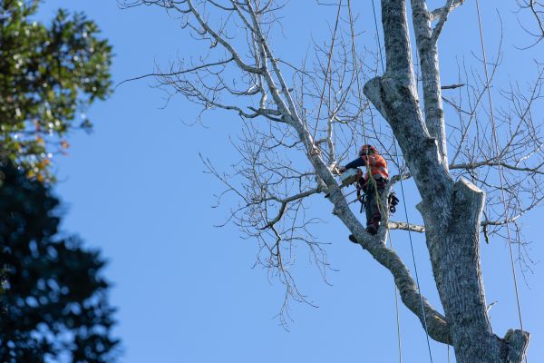 Tree Topping Service in Kingsport