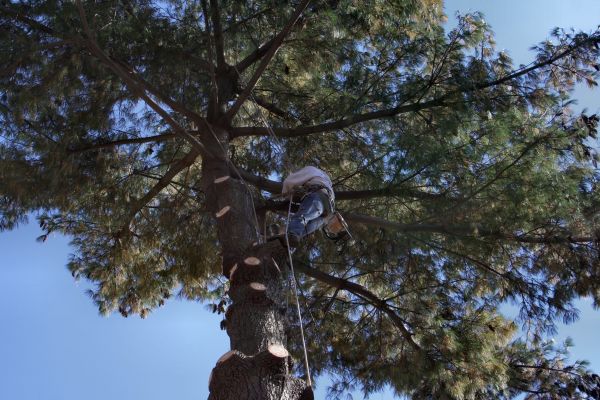 Trimming Service in Kingsport