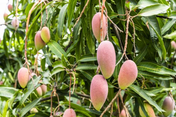 Mango Tree Trimming in Kingsport