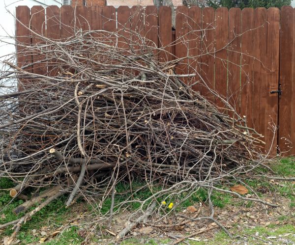 Dead Branch Removal in Kingsport