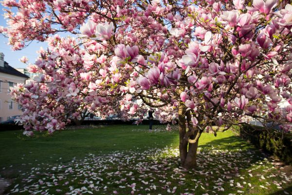 Ornamental Tree Pruning in Kingsport