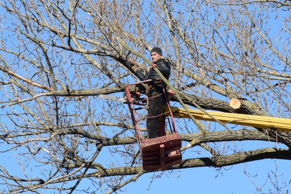 Emergency Tree Trimming in Kingsport