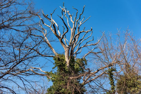 Deadwood Removal in Kingsport