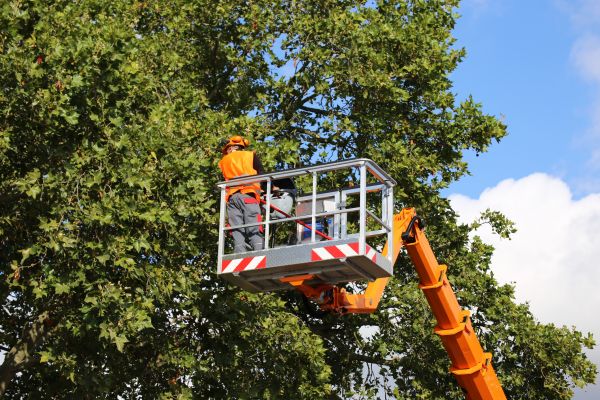 Commercial Tree Service in Kingsport