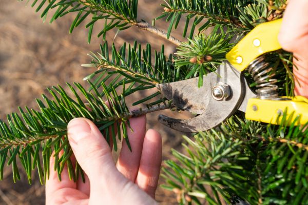 Pine Tree Pruning in Kingsport