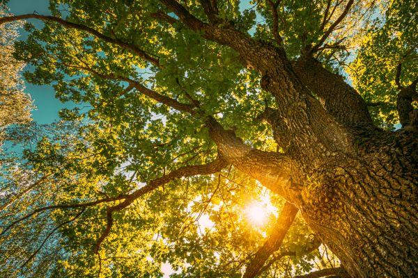 Oak Tree Pruning in Kingsport