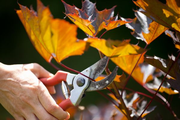 Maple Tree Pruning in Kingsport