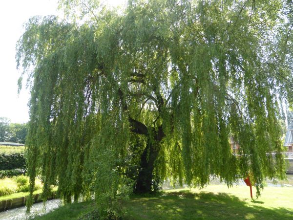 Willow Tree Trimming in Kingsport