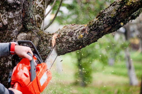 Tree Limbs Removal in Kingsport
