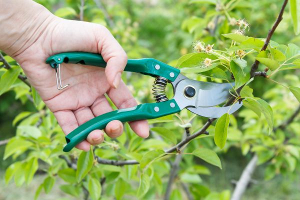Pear Tree Pruning in Kingsport