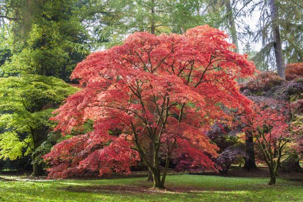 Japanese Maple Pruning in Kingsport
