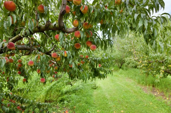 Peach Tree Pruning in Kingsport