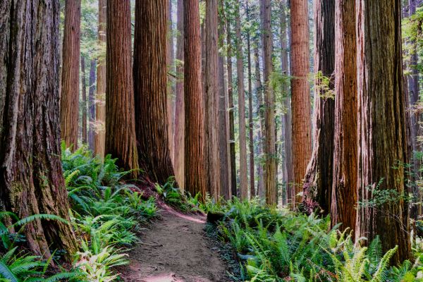 Redwood Tree Trimming in Kingsport