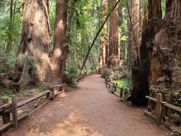 Redwood Tree Pruning in Kingsport