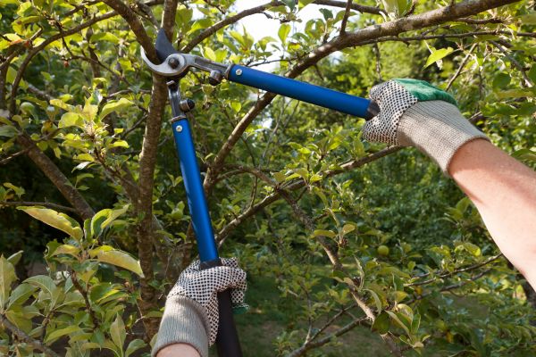 Residential Tree Pruning in Kingsport