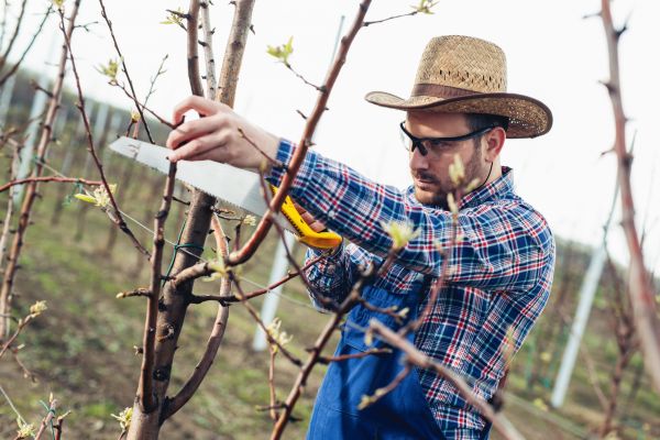 Orchard Tree Pruning in Kingsport