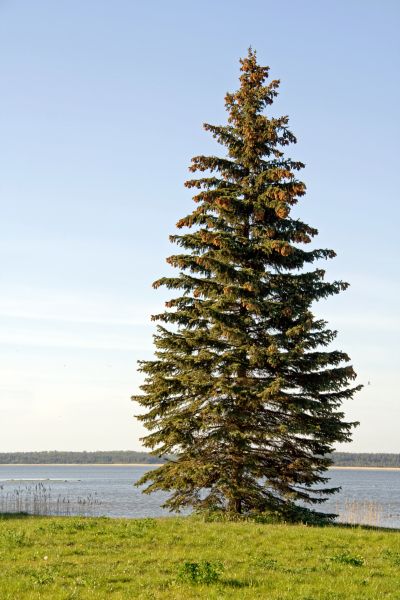 Spruce Tree Pruning in Kingsport