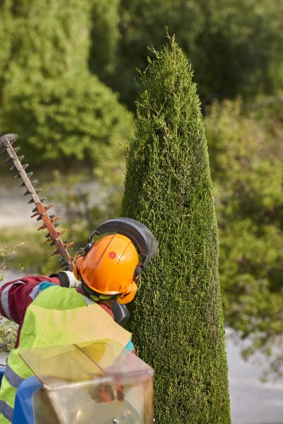 Cypress Tree Trimming in Kingsport