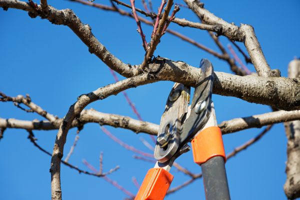 Peach Tree Trimming in Kingsport