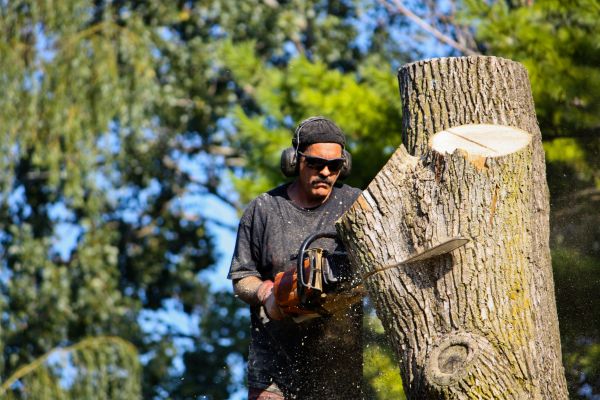 Ash Tree Pruning in Kingsport