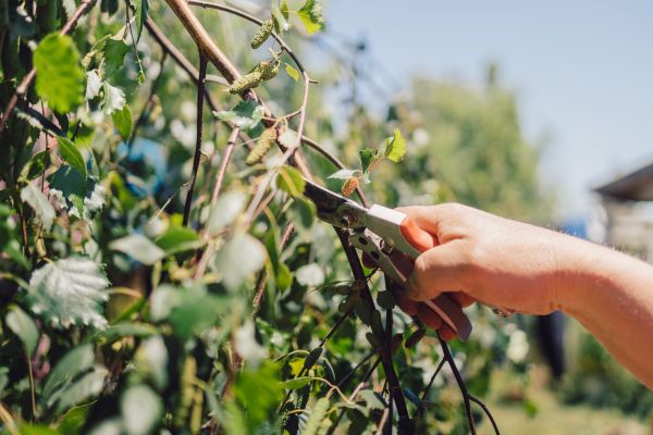 Birch Tree Pruning in Kingsport