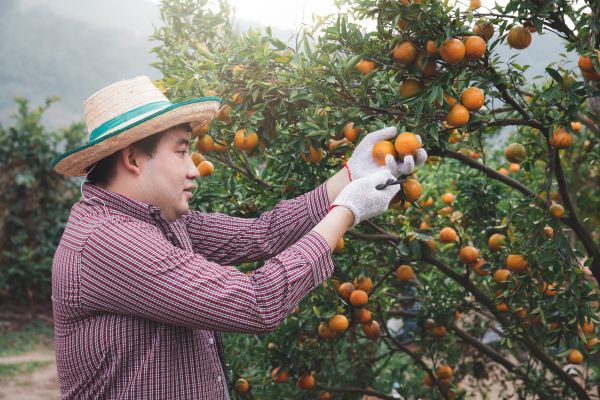 Orange Tree Pruning in Kingsport