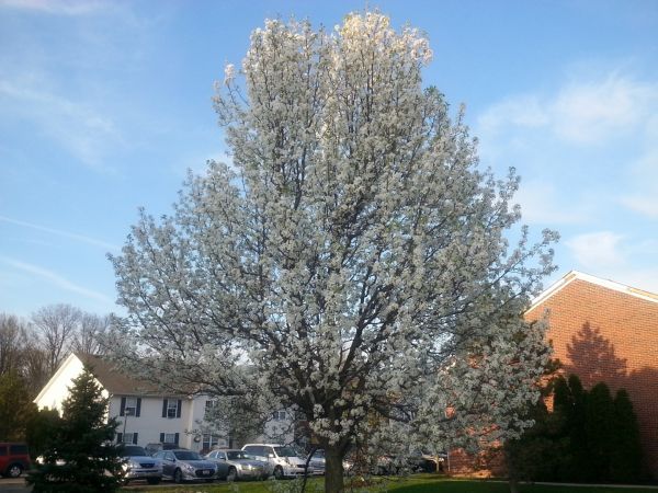 Bradford Pear Tree Pruning in Kingsport