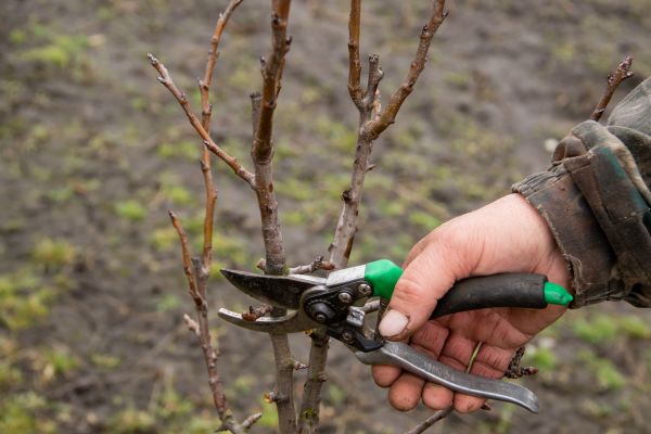Pear Trees Pruning in Kingsport