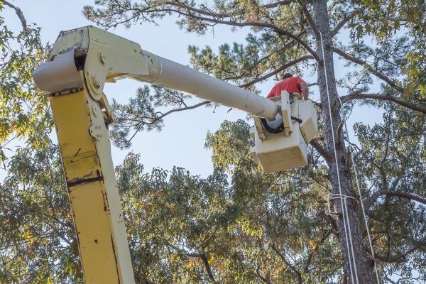 Limbs Trimming in Kingsport