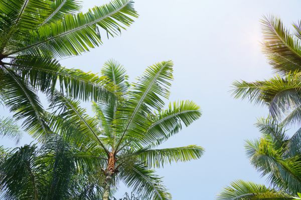 Queen Palm Tree Trimming in Kingsport