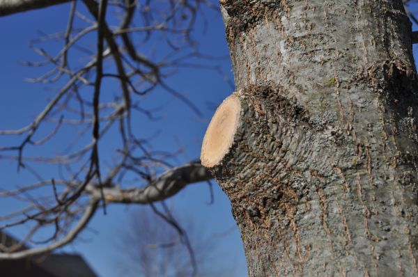 Limb Pruning in Kingsport