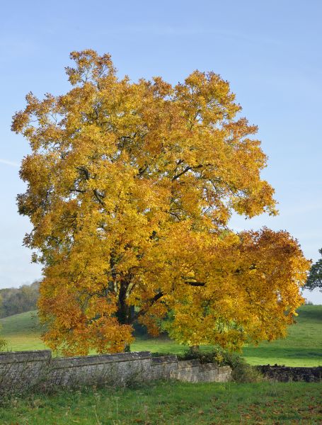 Hickory Tree Trimming in Kingsport