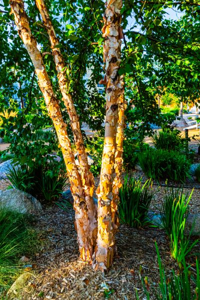River Birch Trimming in Kingsport