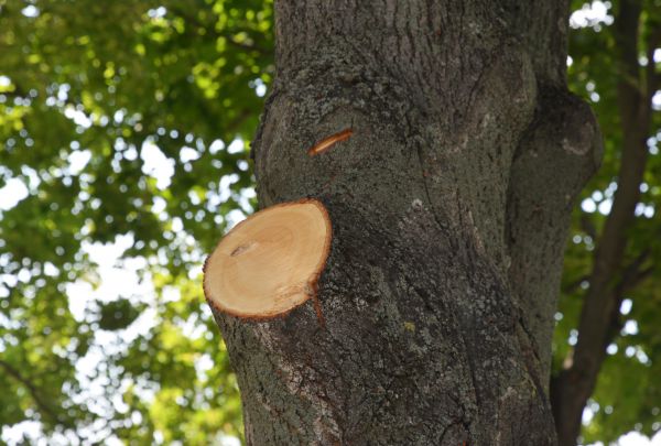 Limb Cutting in Kingsport