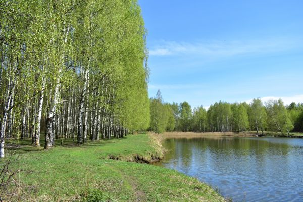 River Birch Pruning in Kingsport