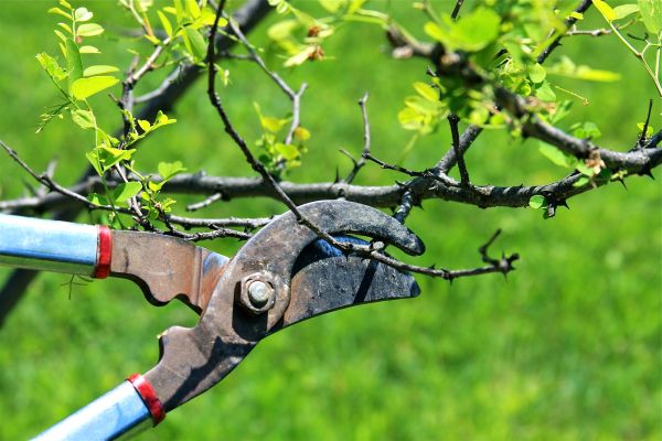 Branches Pruning in Kingsport