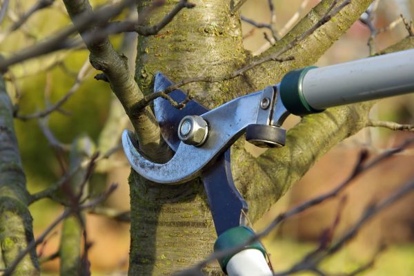 Tree Limb Trimming Service in Kingsport