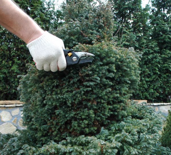 Ornamental Tree Trimming in Kingsport