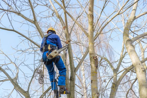 Large Tree Trimming in Kingsport