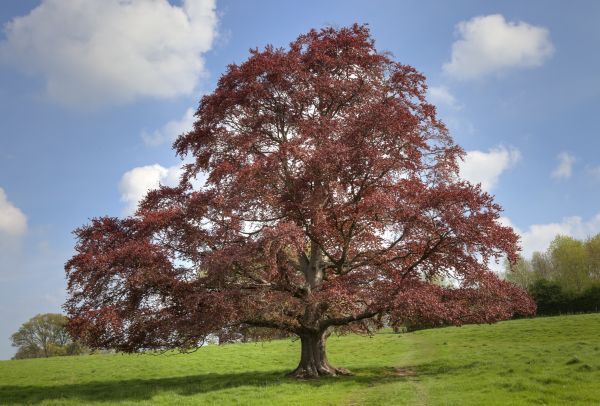 Beech Tree Pruning in Kingsport