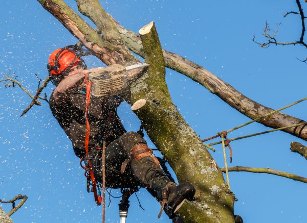 Tree Trimming Service in Kingsport