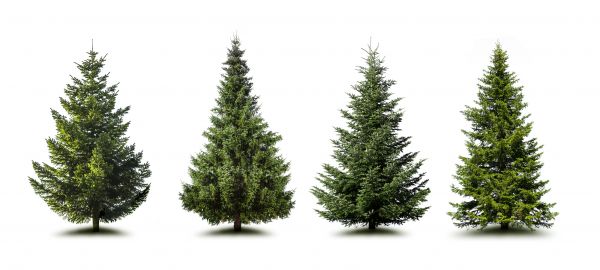 Cost of Pine Tree Trimming in Kingsport