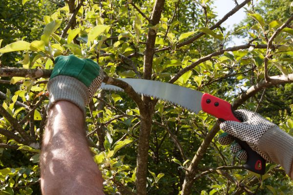 Apple Tree Trimming in Kingsport