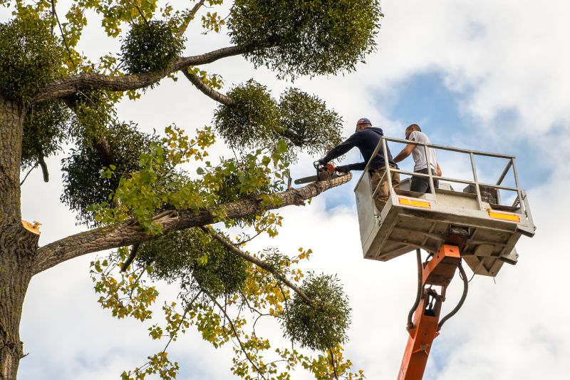 Tree Trimming Service detail