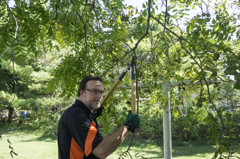 Oak Tree Pruning